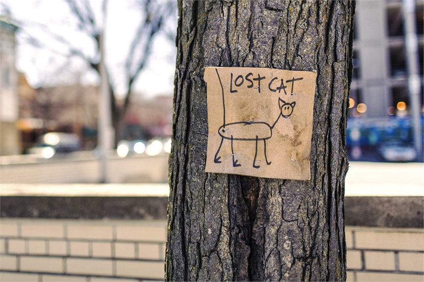 The performance planner's guide to finding a lost cat