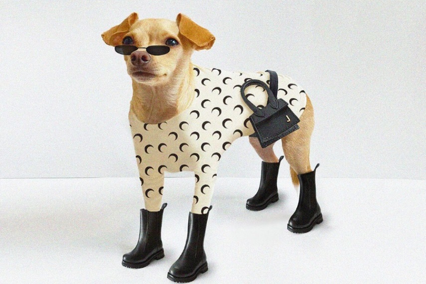 Furry and fabulous: Why brands shouldn't overlook pet influencers