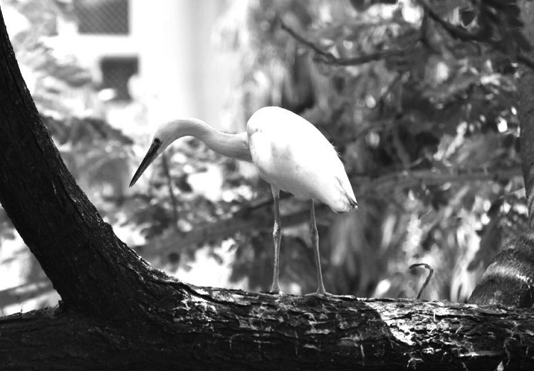 Blog: The bird masterclass