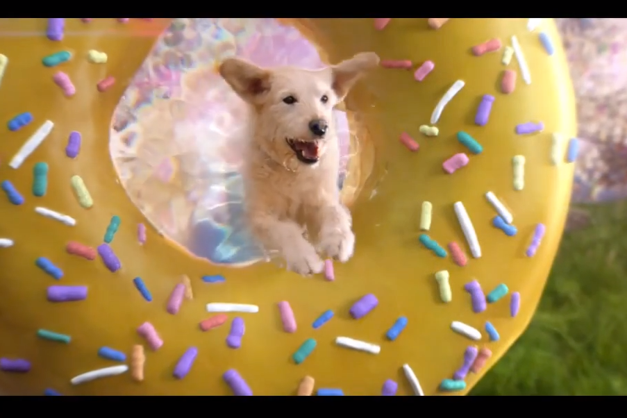 Domuts: They're donuts, but for dogs